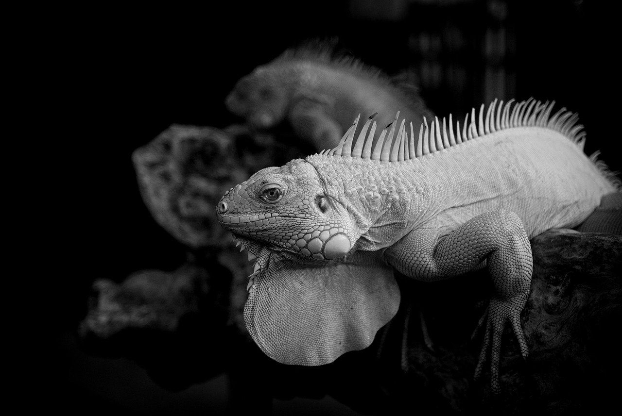 PMDDに効果的な薬の名前リストは？