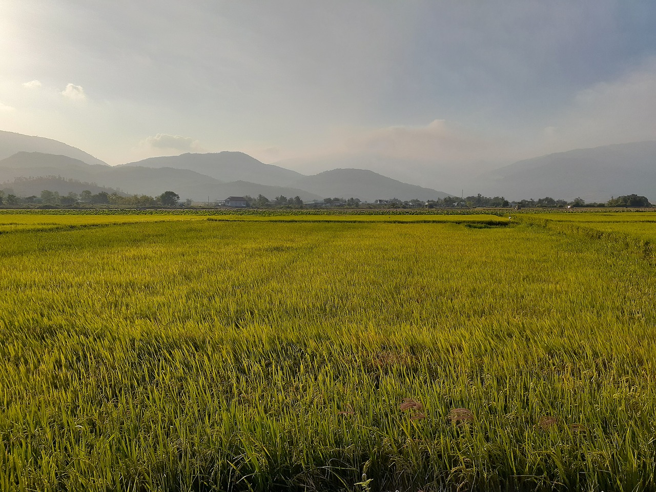 PMSに対する病院での処方薬の種類はどのようなものですか？