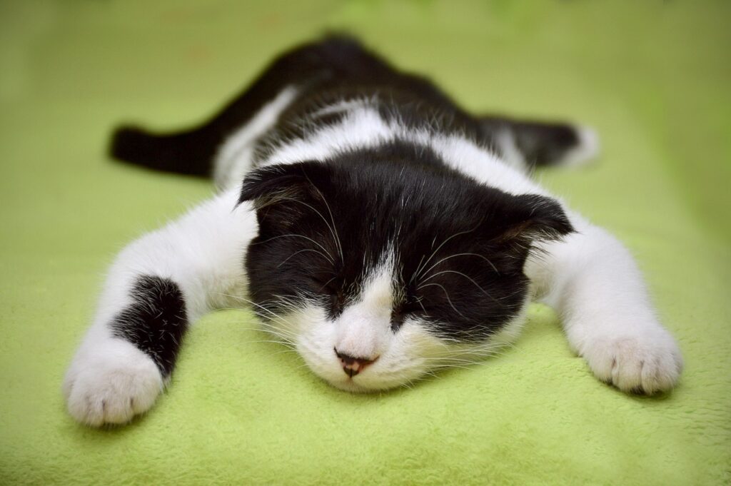 眠れない夜のための効果的な対処法は？