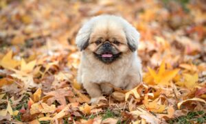 食欲増加を促すケアの方法は？