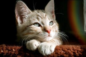 集中力低下は何科に相談すべきか？