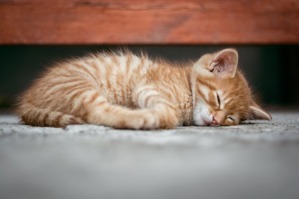 睡眠サプリの人気商品はどれ？
