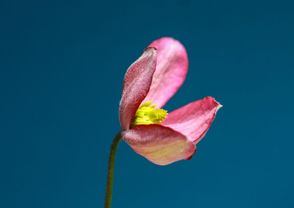 花粉症でイライラする時期に試したい対策は？