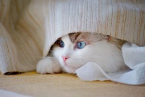 家庭内の言い争いに効果的な対処法は？